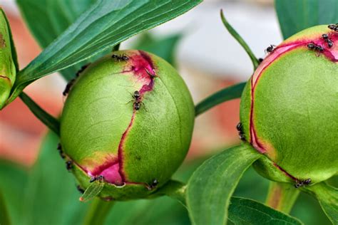 Ameisen Im Blumenbeet Nat Rlich Bek Mpfen So Klappt Es