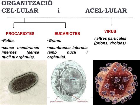 UD2 La cèllula ppt descargar