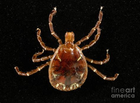 Male Lone Star Tick Photograph by Science Source