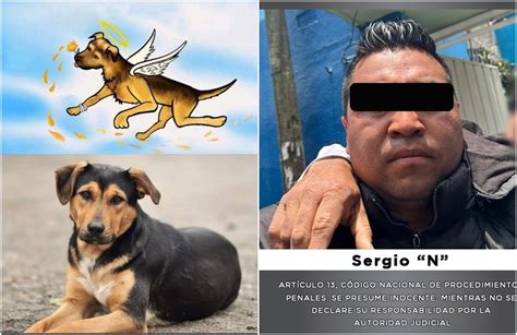 Perrito Tec Mac Ten A Meses Y Estuvo Agonizando Varias Horas Lo