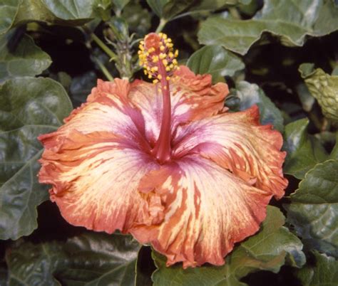 Malvaviscus Il Parente Introverso Dellhibiscus