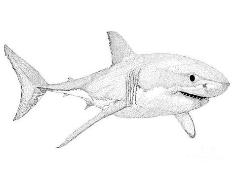 Shark Jaws Drawing