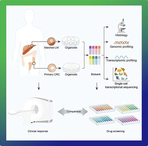 Advanced Science 结直肠癌肝转移患者来源的类器官模型助力临床肿瘤精准治疗 文章发表 丹望医疗 类器官技术的领导者