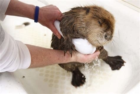 Beavers Receive Bath After An Oil Spill Their Dams Prevented Much Of The Oil From Contaminating