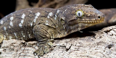 New Caledonian Gecko Smithsonians National Zoo And Conservation