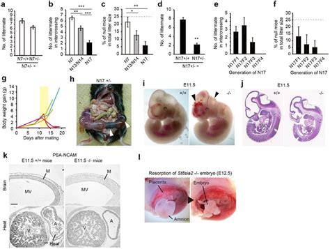 Embryonic Lethality Induced By Additional Backcrossing To The C Bl