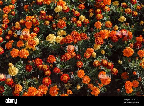 Yellow Carnations Hi Res Stock Photography And Images Alamy