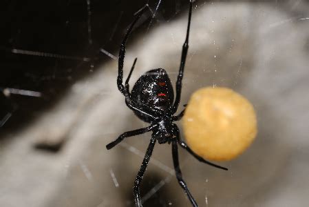 Black Widow Spider: Overview & Habitat | What is a Black Widow? | Study.com