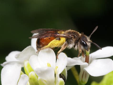 Andrena Labiata F OLYMPUS DIGITAL CAMERA Terraincognita96 Flickr