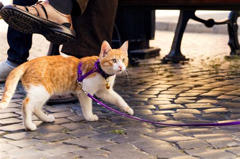 How Cat Collars Can Provide Safety Tufts Catnip