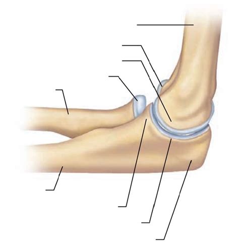 Lateral Elbow Diagram Quizlet