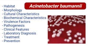 Acinetobacter Baumannii An Overview