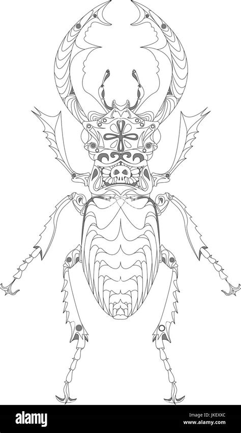 Partes De Un Insecto Para Colorear