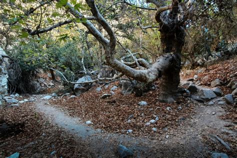 Avakas Gorge Hiking Through The Most Beautiful Canyon In Cyprus