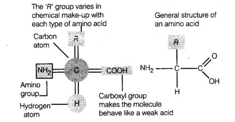 Neet Biology Notes Biomolecules And Enzyme Proteins Cbse Tuts