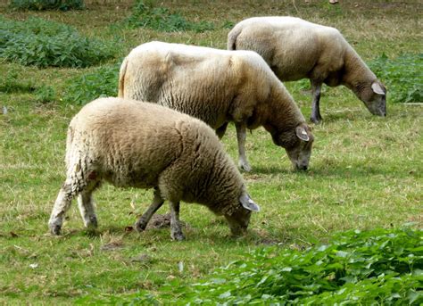 Banco De Imagens Grama Campo Fazenda Prado Animais Selvagens