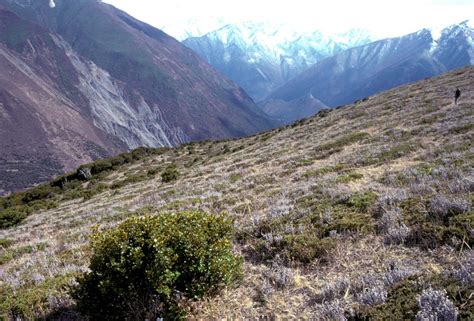 Juniperus squamata (高山柏) description