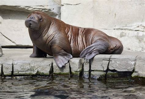 Walrus spotted in Normandy port, miles from polar circle habitat ...