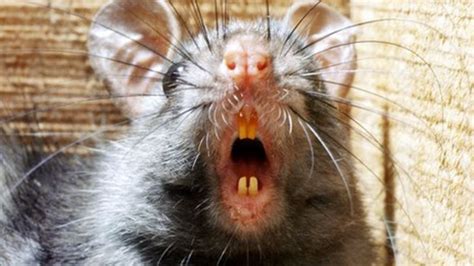 Black Rats Rainforest Invasion Speeded By Deforestation Bbc News