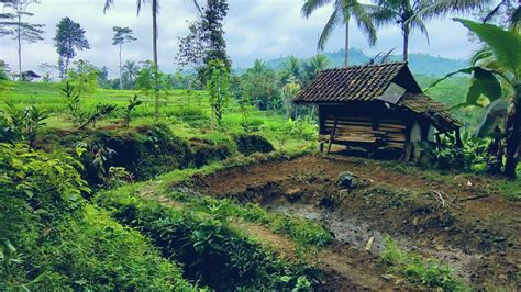 SUMPAH BETAH BIKIN NGILER ORANG KOTA SUASANA KAMPUNG TERPENCIL