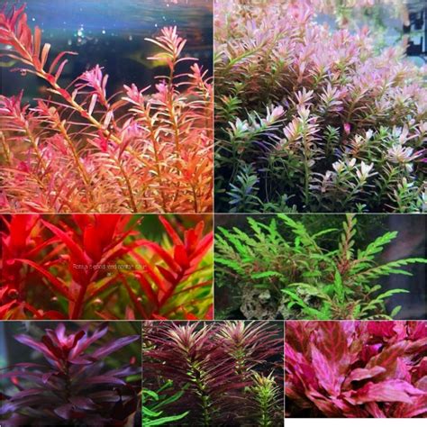 Jual Paket Tanaman Setemp Per Batang Tanaman Aquascape Hiasan