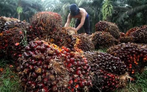 Harga TBS Kelapa Sawit Di Jambi Naik Jadi Rp2 283 Kg