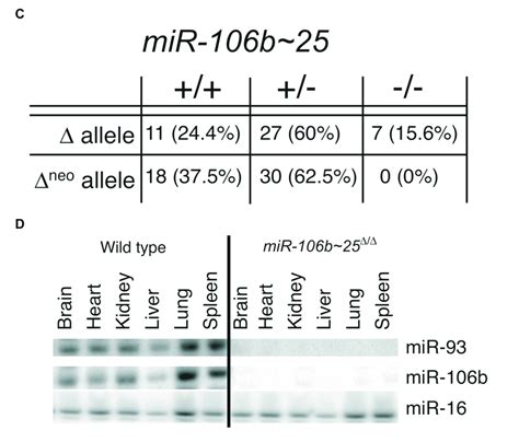 C D Deletion Of Mir B Results In Viable And Fertile Mice C