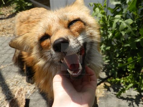 Such A Happy Fox by galianogangster on DeviantArt