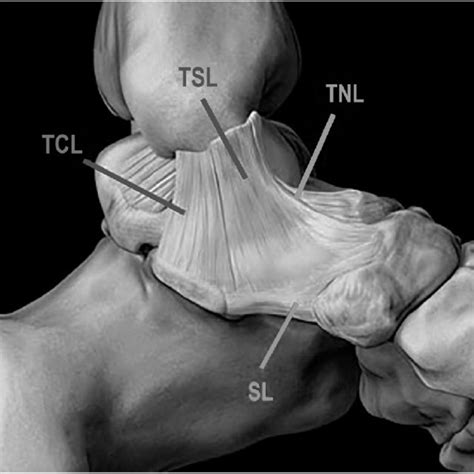 Deltoid Ligament Ultrasound