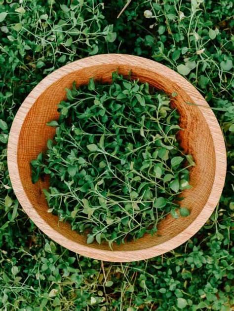 Wild Edible Chickweed Identification, Uses, & Benefits - Grow Forage ...