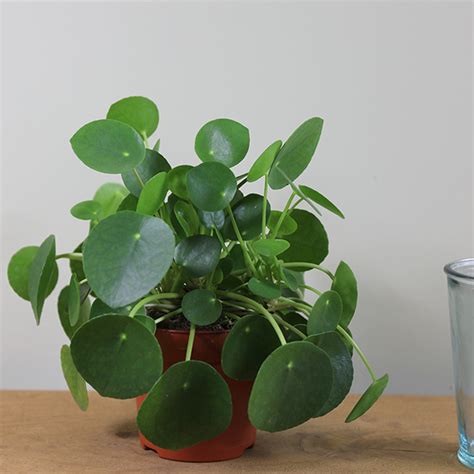 Buy Chinese Money Plant Missionary Plant Pilea Peperomioides