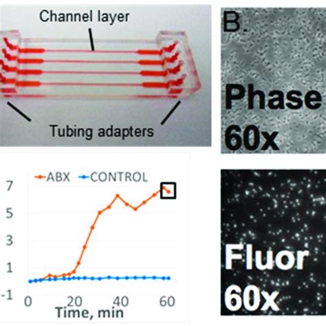 A Microfluidic Antibiotic Susceptibility Testing Ast Device Red