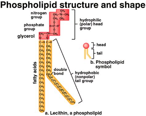 Phospholipid Structure Diagram