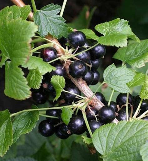 Wild Black Currant Ribes Americanum Canada