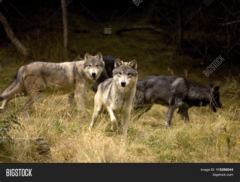 Curious Wolves Image And Photo Free Trial Bigstock