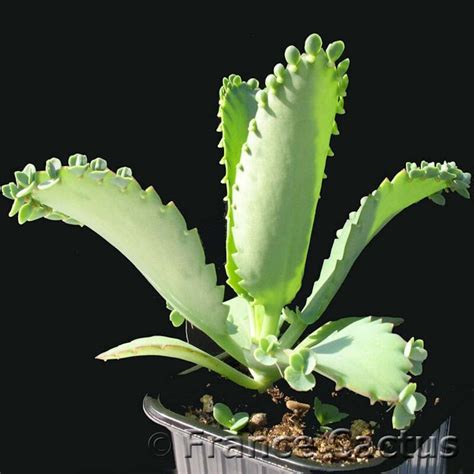 Kalanchoe Laetivirens En Vente Sur Notre Site France Cactus