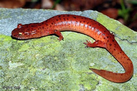 Spring Salamanders Alchetron The Free Social Encyclopedia