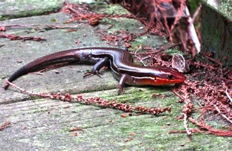 Skink - Description, Habitat, Image, Diet, and Interesting Facts