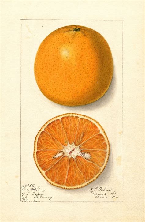 Citrus Sinensis Lue Gim Gong 1911 Poster Print By Ellen Isham Schutt