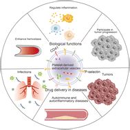 Platelet Derived Extracellular Vesicles For Drug Delivery