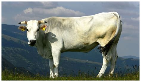 Generalidades De La Ganader A Bovina Chianina