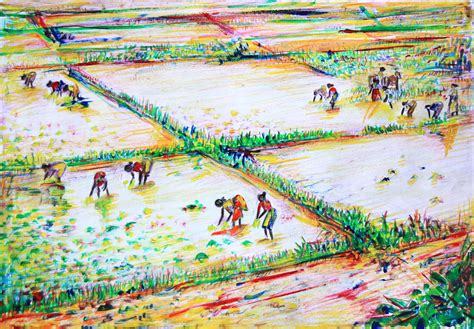 rice paddies painting  maya helfman fine art america
