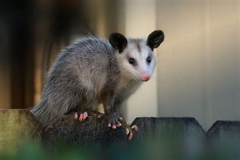 25 Cute Possum and Opossum Pictures | Reader's Digest