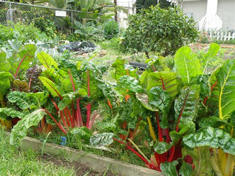 Growing Swiss Chard Bonnie Plants