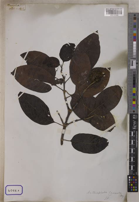 Neolamarckia Cadamba Roxb Bosser Plants Of The World Online Kew