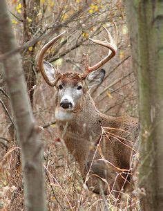 Whitetail Deer Buck with Large Antlers