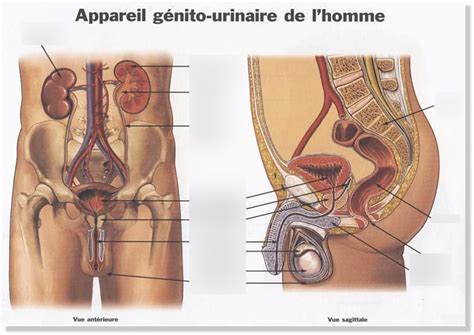 appareil génito urinaire de l homme Diagram Quizlet