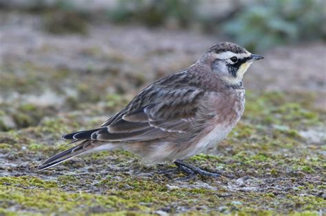 Details American Horned Lark Birdguides