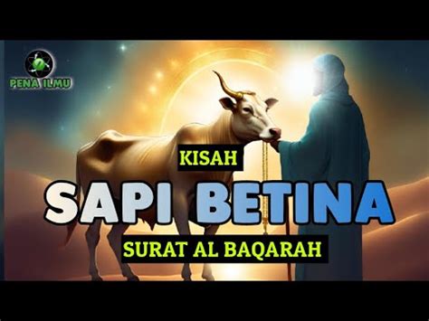 Kisah Sapi Betina Di Surat Al Baqarah Youtube