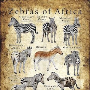 Zebras Of Africa Poster Field Guide Etsy